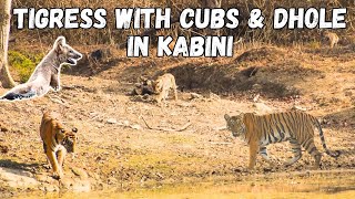 We Finally Sighted Tigress with Cubs | Dhole Sighting | Kabini Tiger Safari @ExplorerNaba #trending