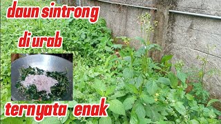 Petik daun sintrong di belakang rumah lanjut di masak urab