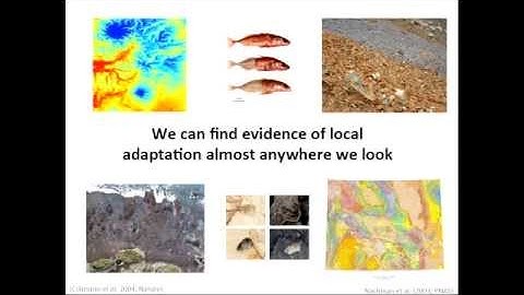 Using Individual-based Simulations to Model the Genomics of Adaptation
