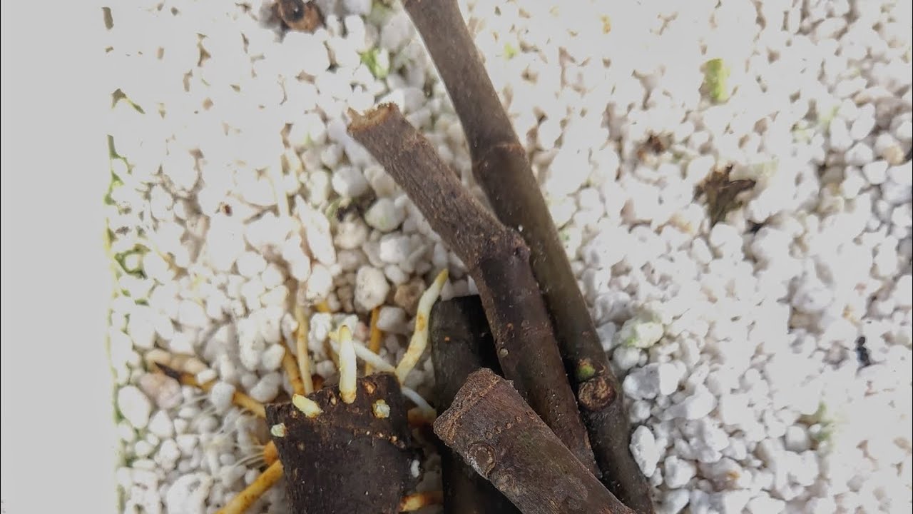 زراعه الاقلام ومعلومات مهمه تفيدكم