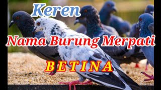 Nama Burung Merpati Betina