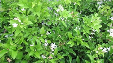 Ý NGHĨA CÂY NGUYỆT QUẾ TRONG PHONG THỦY