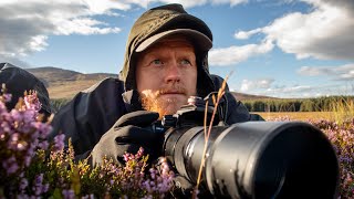 Red Deer - Wildlife Photography | What Would You Do?