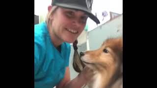 Sheltie collie grooming