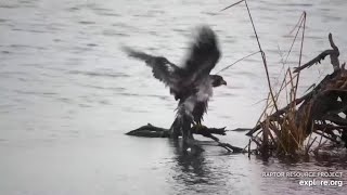 Mississippi River Flyway Cam. Young Eagle finds a snack \& takes a bath - explore.org 10-08-2021