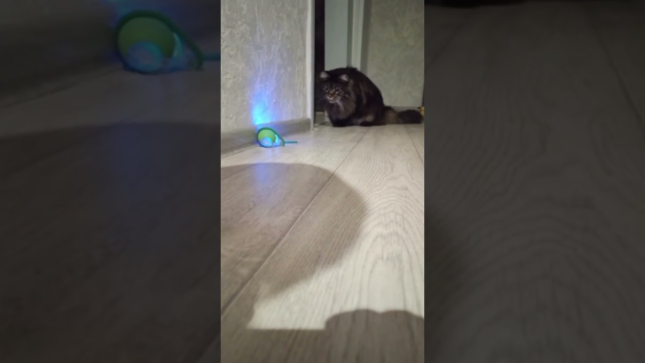 Дразнит Лео 🐾🐈‍⬛🐾