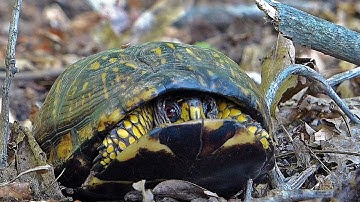 Eastern Box Turtle Opens Its Shell