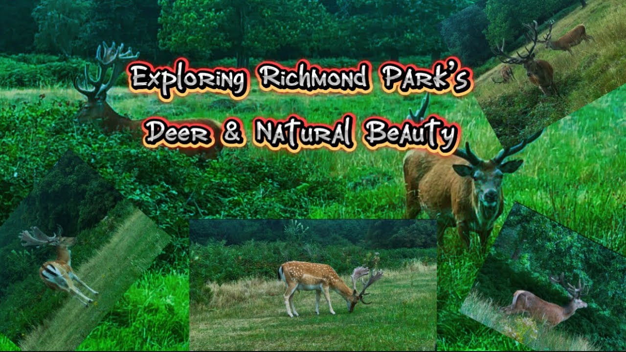 Into the Wild: Exploring Richmond Park’s Deer & Natural Beauty#vlog #foryou #trending #beautiful 