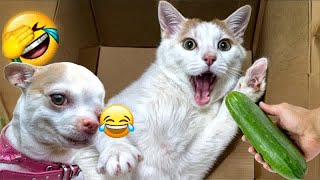 Try Not To Laugh Challenge😽Funny and Cute CAT Videos Compilation 2024😸🐶