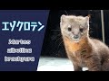 美しいエゾクロテン【北海道の野生動物】