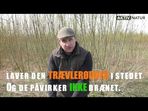 Video: Myter Om Træplantning