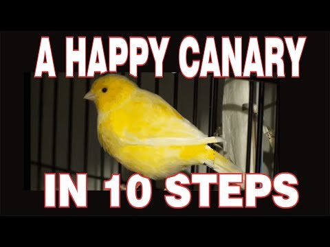 10 STEPS to a HAPPY CANARY