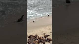 The Sweetest Sea Lion Reunion You’ll See Today 🦭❤️