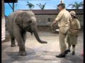 It Ain't Half Hot Mum - Windsor Davies and Elephant