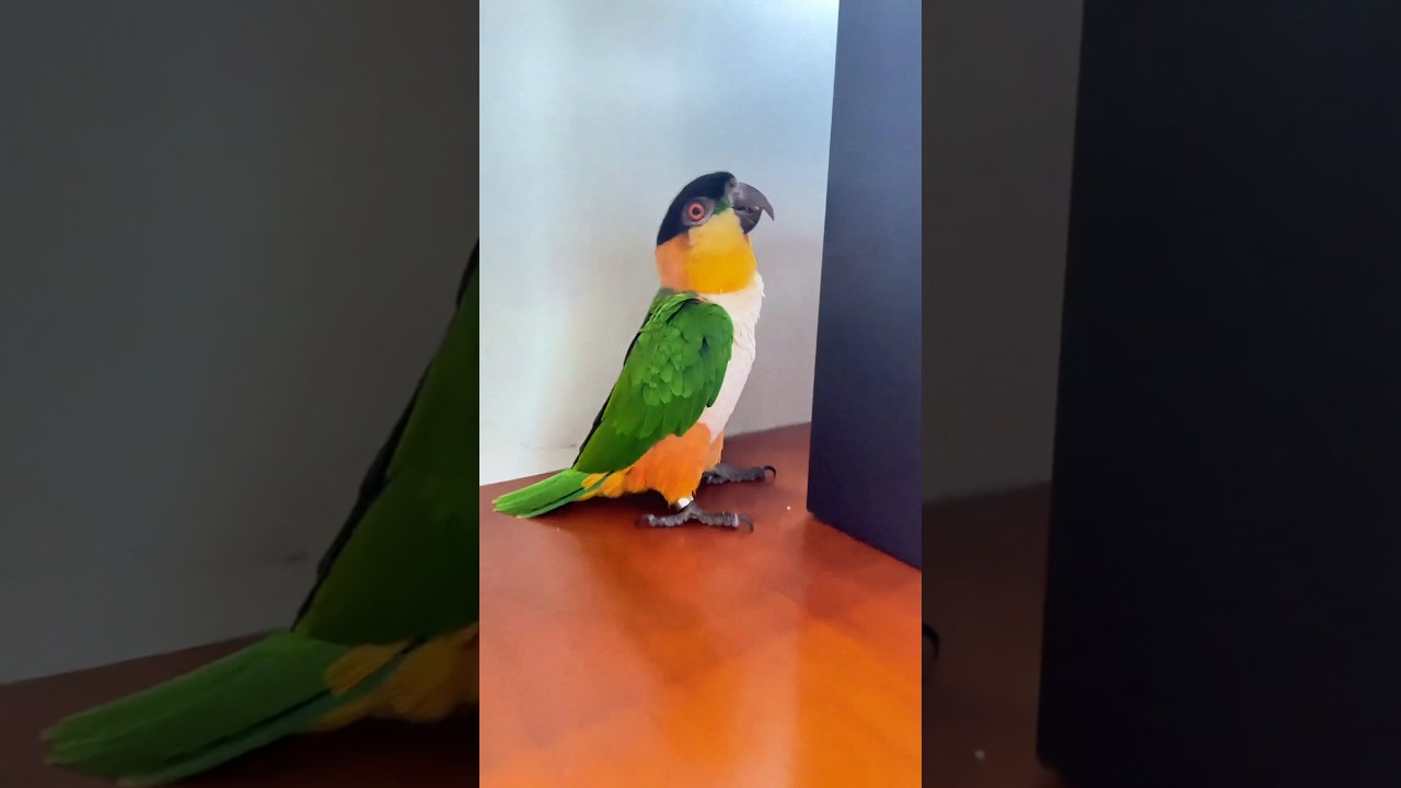 This is a very lively, cute and naughty parrot. 