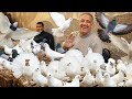 يوم في سوق الجمعه للحمام في السيده عيشه شوف أغلى وأحلى أنواع الطيور