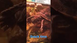 Slapping turtle..