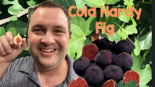 Chicago Hardy Fig Cold tolerant - 7A growth and fruit tasting. by Smoky Mountain Homestead 678 views 8 months ago 8 minutes, 4 seconds