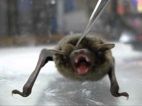 コウモリ Bat Youtube