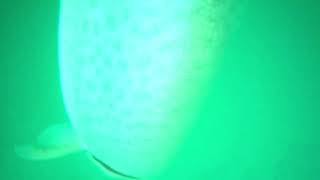Another Detroit River Musky striking a Bondy Bait on Underwater Video