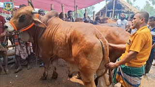 @ শুক্রবার ২২ মে"২৬|| সাহেব আলী আসবে----- কাঁপবে, কোথায় যাবেন, কুরবানির বড় ষাঁড় গরু নিয়ে||