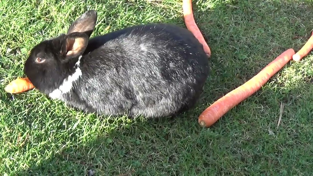 JAN/26/2026/LFW/  THE BUNNY WE FEED PEOPLE OF YOU TUBE LAND