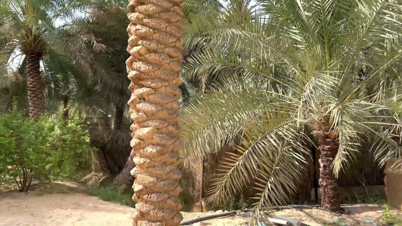 جولة في منطقة مزارع الشعبة بالأحساء A tour of Al-Shu`ba farms area in Al-Ahsa