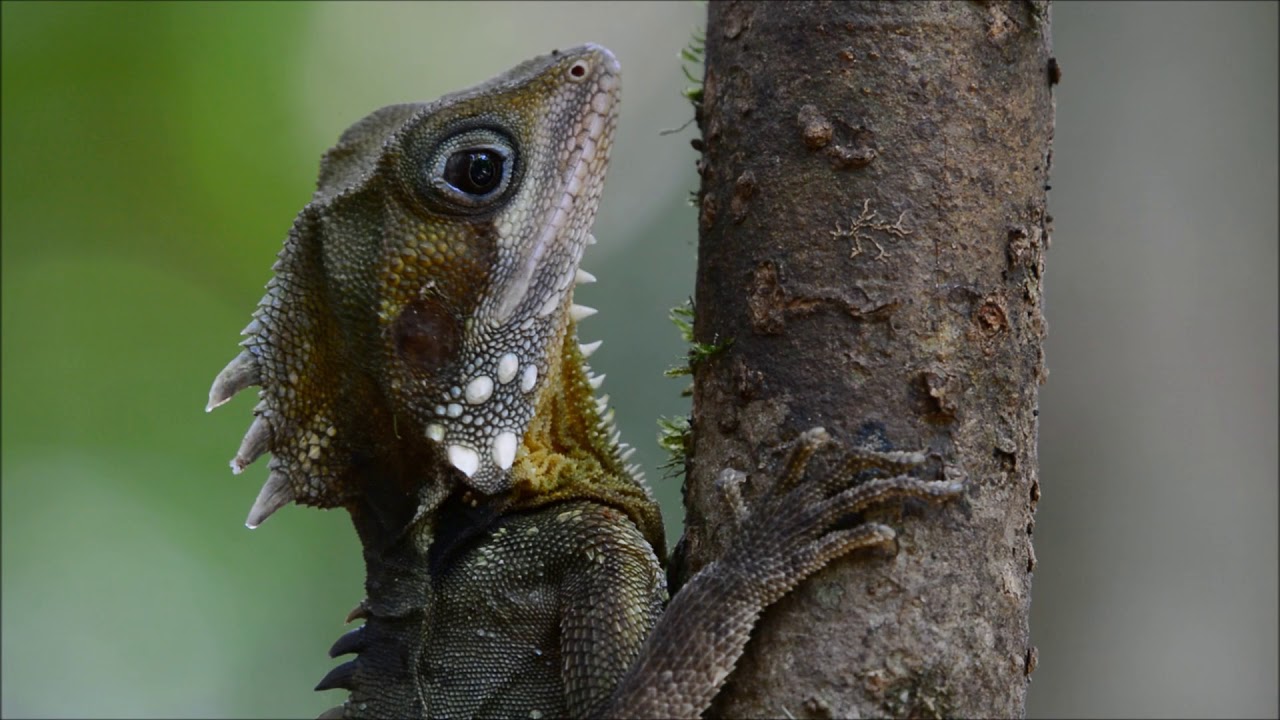 Boyd's Forest Dragon