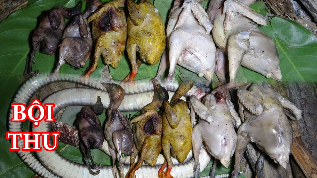 BẪ.Y CHIM CÚT, SĂN GÀ RỪNG, SĂN CHIM CU XANH, NGỦ RỪNG - T7