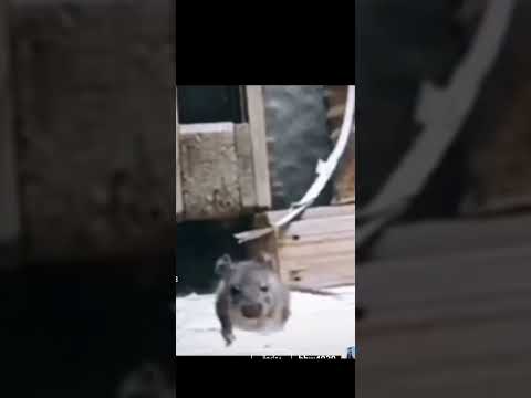 بي عمرك اكلت كف دبل كليك