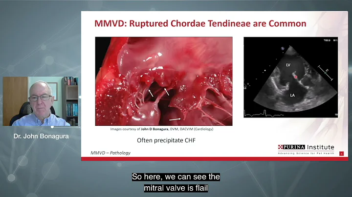 Webinar: Clinical & Nutritional Management of MMVD in dogs - DayDayNews