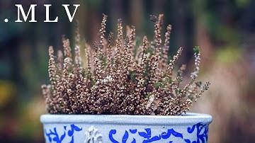 New Magic Lantern ".MLV" format (2014) [60D 720p]