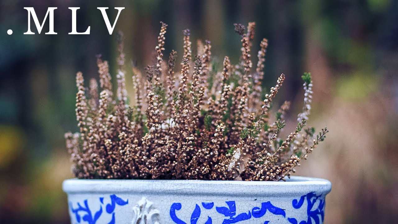 New Magic Lantern ".MLV" format (2014) [60D 720p]