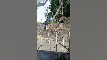 back hoe pull down coconut tree