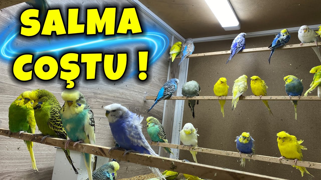 SALMA COŞTU ERKEKLERİ TUTABİLENE AŞK OLSUN ! MUHABBET KUŞU EVİ