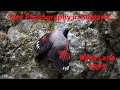 Bird Photography in Bulgaria