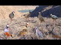 Unique Bird Hunting Skill from the Mountains #MauntainChukarHunting