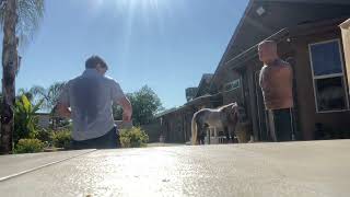 Forward Jump Spinning Side Kick (Strongest push kick)