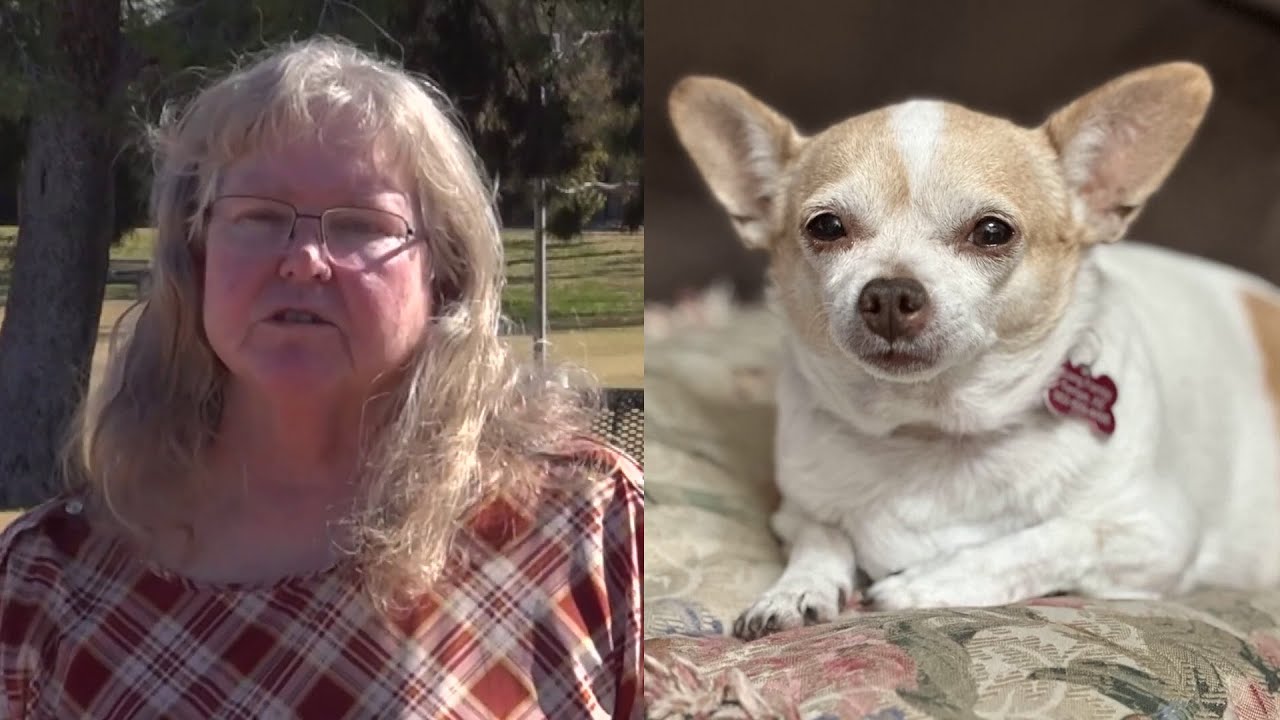 Woman Assaulted, Walking Staff Stolen, and Family Pet Killed by Pit Bull