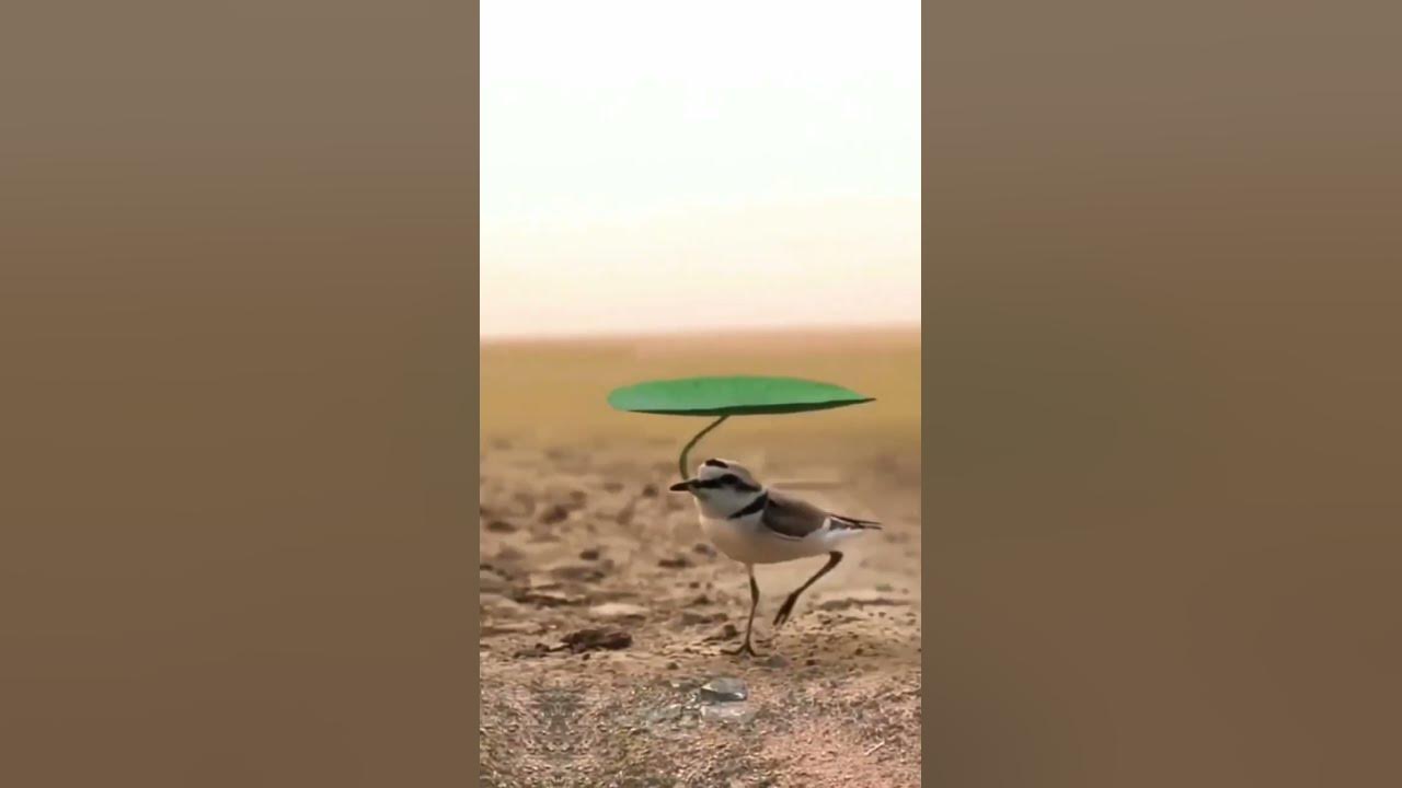 Необычный зонтик.😊 - YouTube