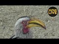 safariLIVE - Sunrise Safari - September 18, 2018