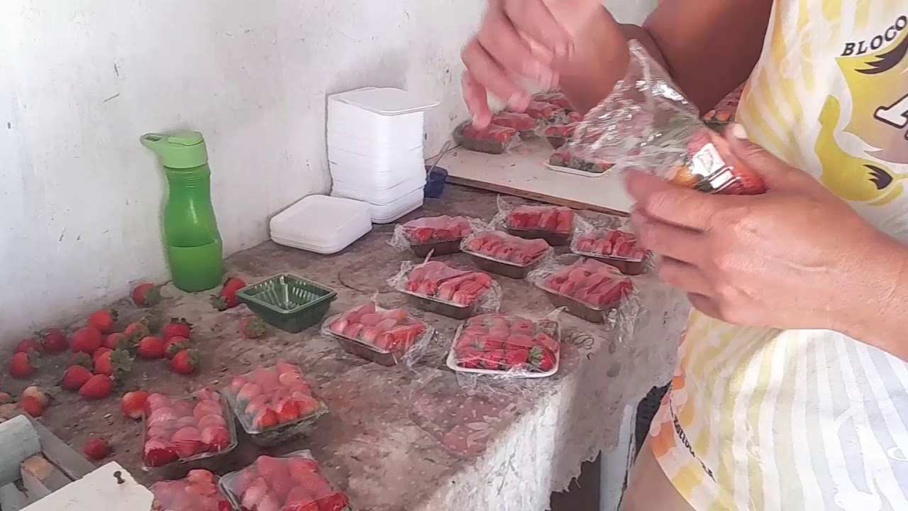 COMO É A COLHEITA DE MORANGO 😊🍓🍓