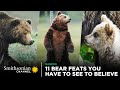 Bear Behavior and Adaptations
