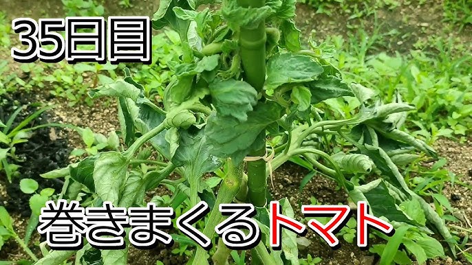 35日目 雨でピーマン倒れた トマト肥料やり過ぎだった アザラシ農園 Youtube 35日目 雨でピーマン倒れた トマト肥料やり過ぎだった アザラシ農園 Youtube