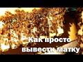 Простейший способ вывода маток для небольших пасек.