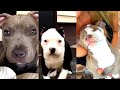 Pitbulls Being Wholesome EP. 8 | Funny and Cute Pitbull Compilation