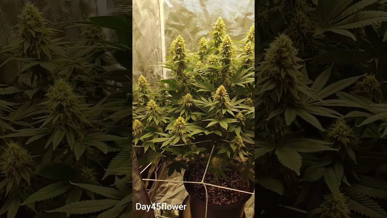 Grow your own cannabis day 45 flowering