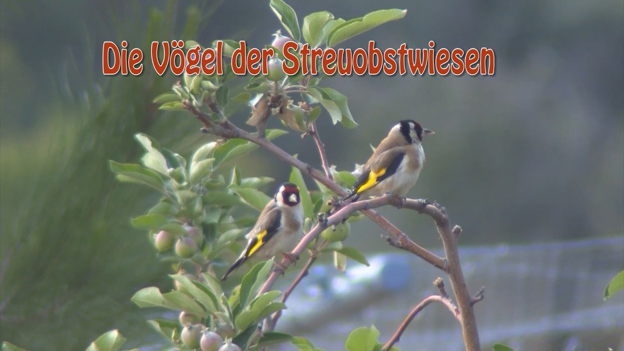 Die Vögel der Streuobstwiesen