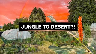 How My UK Jungle Garden Is Coping With Drought – August 2026