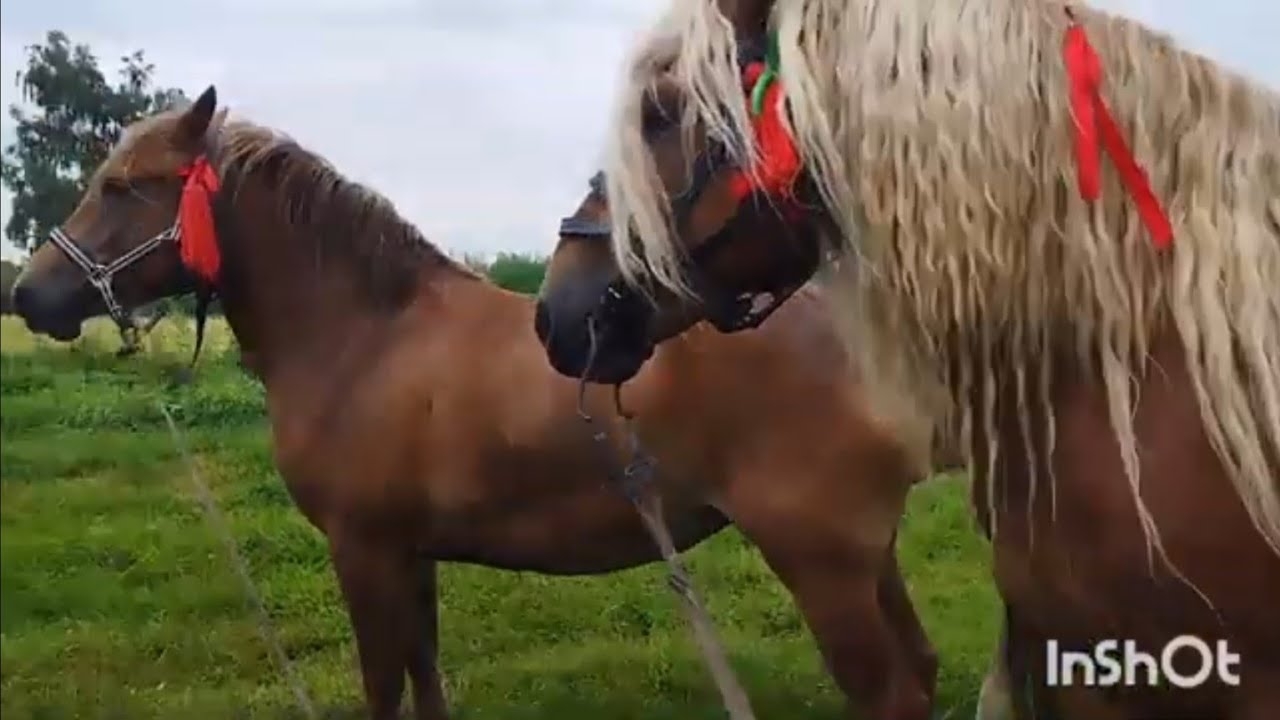 ЛОШАДИ/КОБЫЛА МАШКА И БАСТИОН